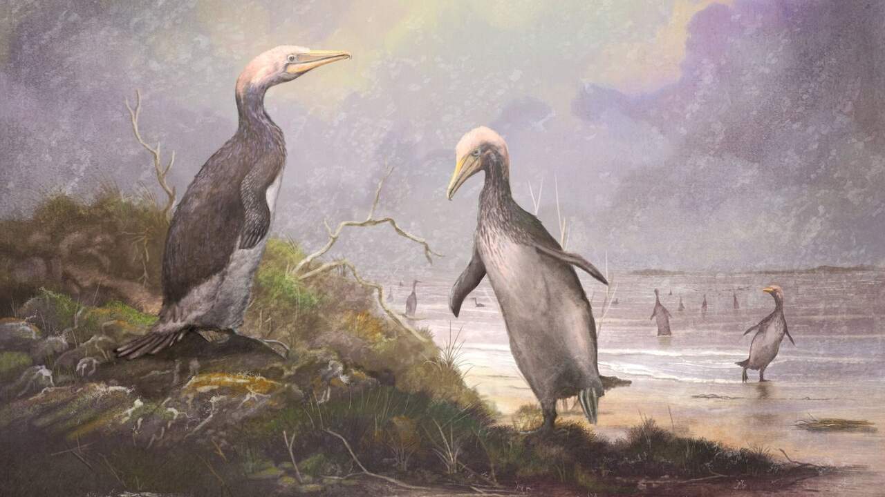 New Zealand's monster penguins had doppelgangers in Japan, the USA and Canada New Zealand's monster penguins had doppelgangers in Japan, the USA and Canada