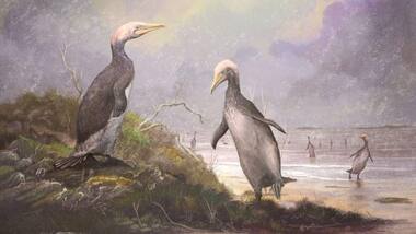 New Zealand's monster penguins had doppelgangers in Japan, the USA and Canada
