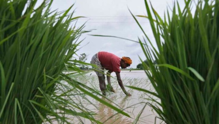COVID-19 prompts changes in paddy cultivation: Punjab, Haryana farmers say new techniques have helped cut costs