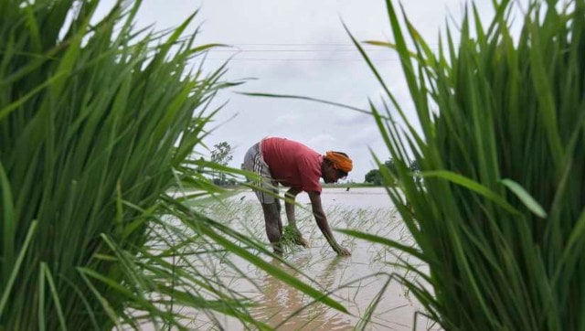 COVID-19 prompts changes in paddy cultivation: Punjab, Haryana farmers say new techniques have helped cut costs COVID-19 prompts changes in paddy cultivation: Punjab, Haryana farmers say new techniques have helped cut costs