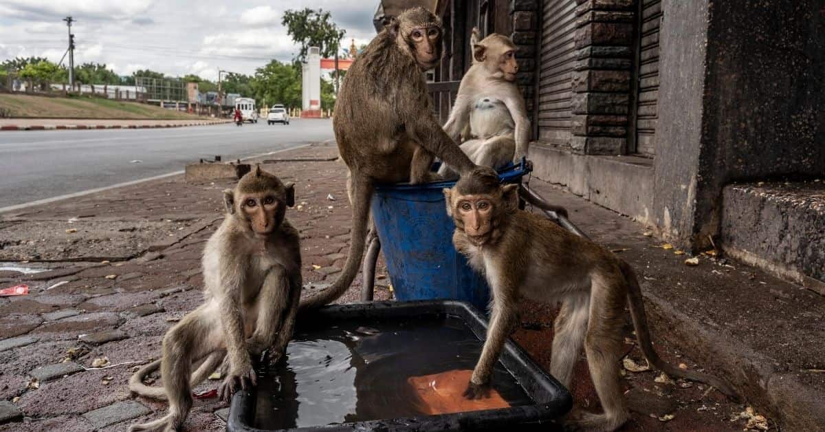 As Covid 19 Intensifies Man Animal Conflict Thailand S Lopburi Is A City Under Siege By Monkeys Living News Firstpost