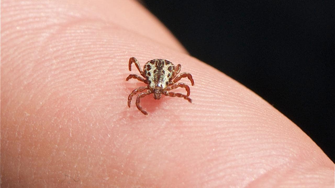 Ticks can infect both humans and pets with serious infections.