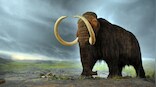 A New Company With a Wild Mission: Bring Back the Woolly Mammoth