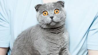 Antiviral drug used to treat coronavirus infection in cats may be effective against SARS-CoV-2, says study