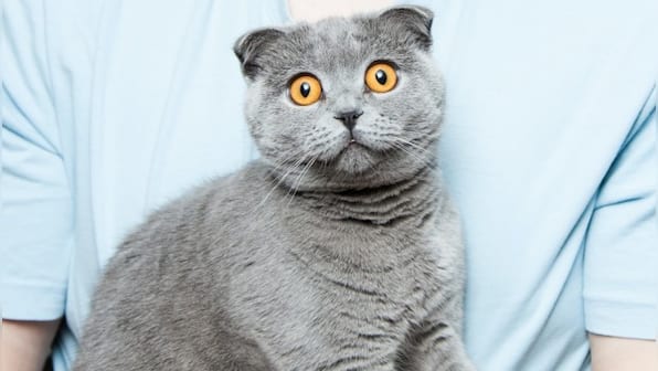 Antiviral drug used to treat coronavirus infection in cats may be effective against SARS-CoV-2, says study