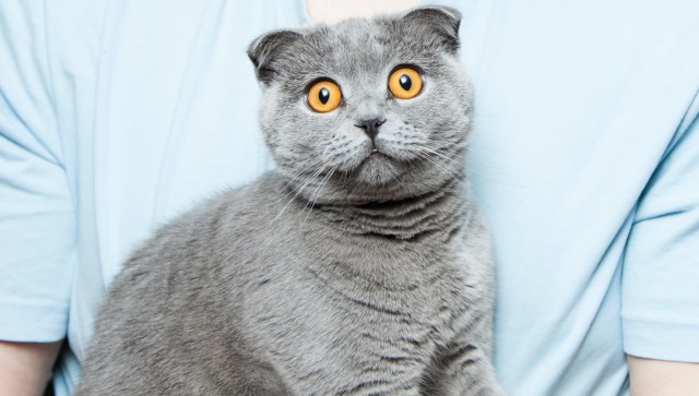 Antiviral drug used to treat coronavirus infection in cats may be effective against SARS-CoV-2, says study Antiviral drug used to treat coronavirus infection in cats may be effective against SARS-CoV-2, says study