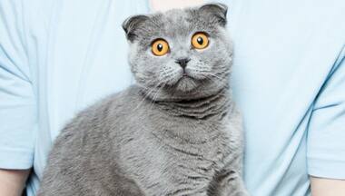 Antiviral drug used to treat coronavirus infection in cats may be effective against SARS-CoV-2, says study