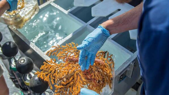 Thirty new deep water species including bamboo corals, sponges discovered in the Galapagos