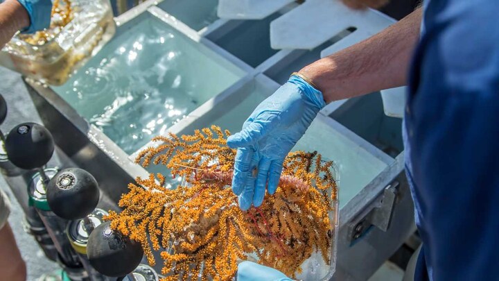 Thirty new deep water species including bamboo corals, sponges discovered in the Galapagos