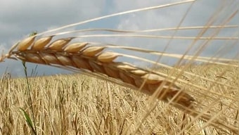 Wheat export ban will help in crushing attempts to hoard Indian wheat for price manipulation in global markets, say sources
