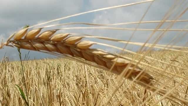 Between searing drought and Ukraine war, Iraq watchful over wheat production Between searing drought and Ukraine war, Iraq watchful over wheat production