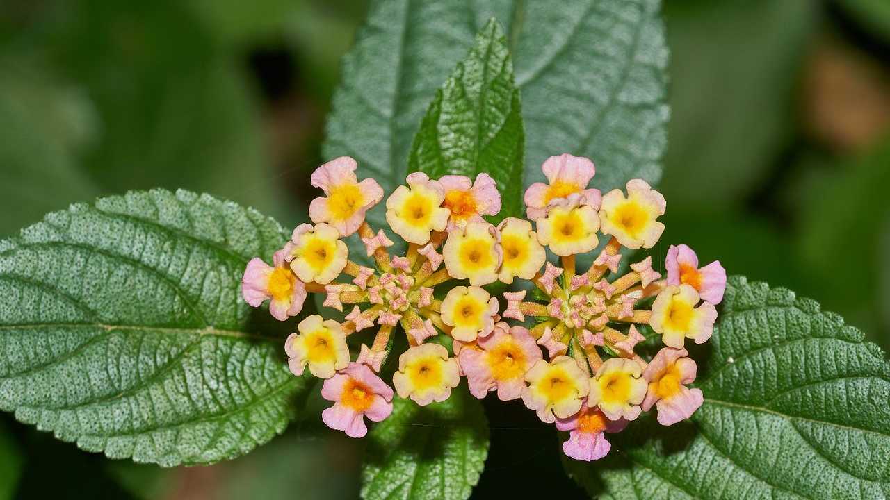 Lantana camara at the Silent Valley National Park. Image: Wikimedia Commons