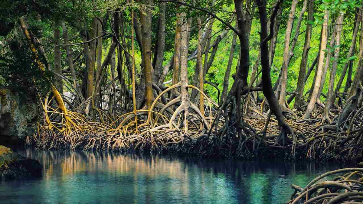 Protected wetlands in Mauritius marred by oil spill boast mangrove forests, coral species