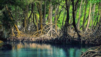 Protected wetlands in Mauritius marred by oil spill boast mangrove forests, coral species