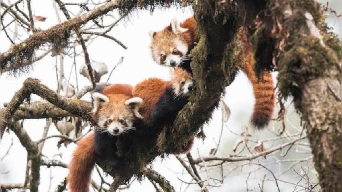 In Darjeeling's Singalila National Park, red pandas and pangolins are being trafficked into extinction