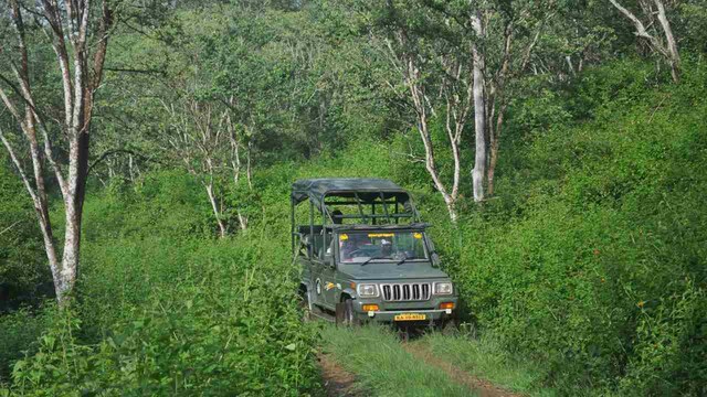 Invasive ornamental lantana species threatens to destroy 40 percent of India’s tiger habitats, study says Invasive ornamental lantana species threatens to destroy 40 percent of India’s tiger habitats, study says