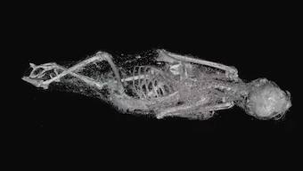 3D scans unearth details about life, deaths of 2,000-year-old Egyptian animal mummies
