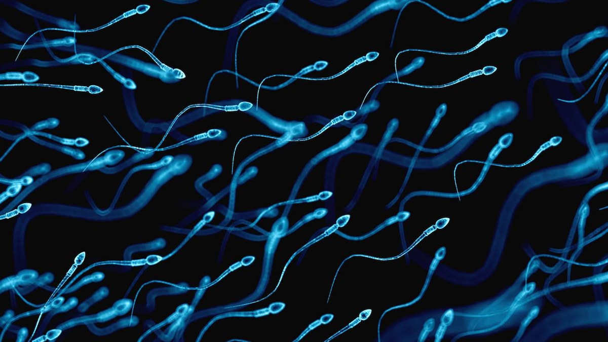 COVID-19 could damage quality of sperm, reduce fertility in men, study suggests