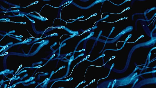 COVID-19 could damage quality of sperm, reduce fertility in men, study suggests