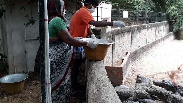 The Zai Whitaker column | A lockdown despatch from the Madras Crocodile Bank