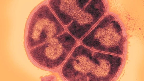 Certain bacteria can clump up, survive harsh conditions of space for many years, study suggests