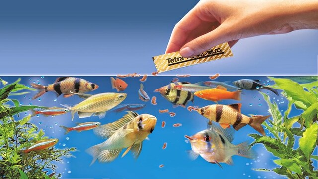 Top feed for fish in your aquarium Top feed for fish in your aquarium