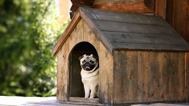 Best kennels for dogs Best kennels for dogs