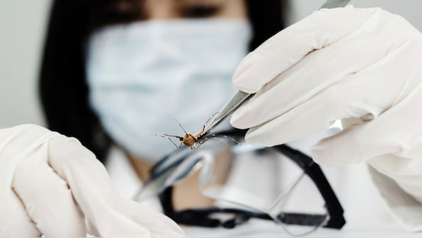 Authorities approve release of 750 million genetically modified mosquitoes despite opposition
