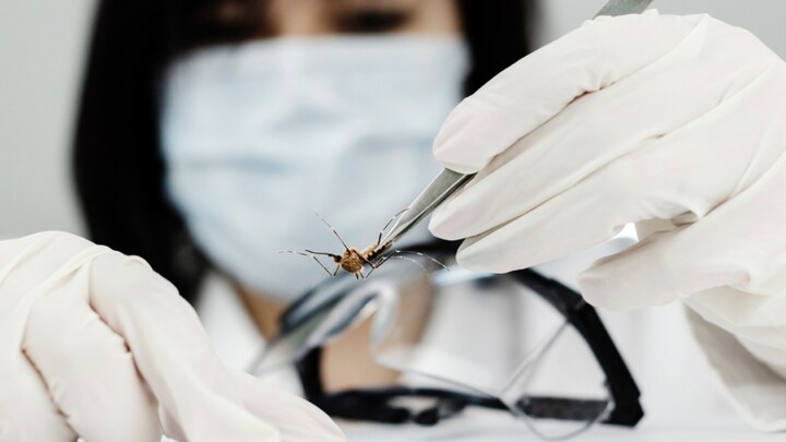 Authorities approve release of 750 million genetically modified mosquitoes despite opposition