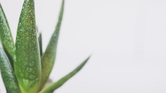 Best Aloe Vera Gels to Keep Your Skin Fresh and Soft Best Aloe Vera Gels to Keep Your Skin Fresh and Soft
