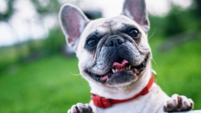 Top dog treats for your furry friends Top dog treats for your furry friends