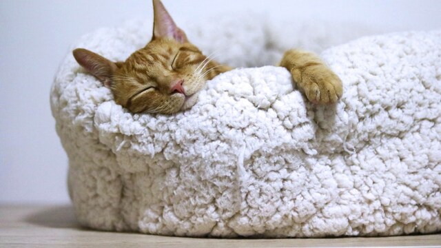Best beds for your pet cat Best beds for your pet cat