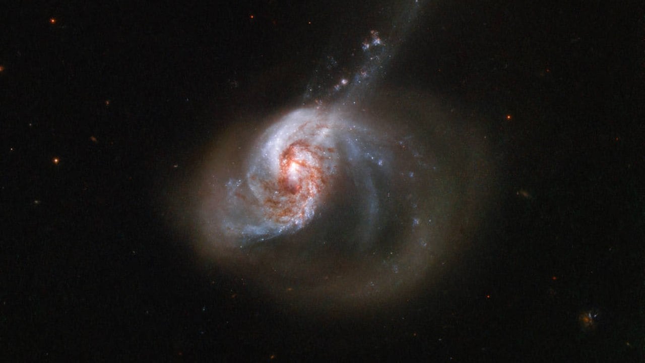 NGC 1614, captured here by the NASA/ESA Hubble Space Telescope, is an eccentrically shaped galaxy ablaze with activity. The galaxy resides about 200 million light-years from Earth and is nestled in the southern constellation of Eridanus (the River). Image credit: ESA/Hubble & NASA, A. Adamo