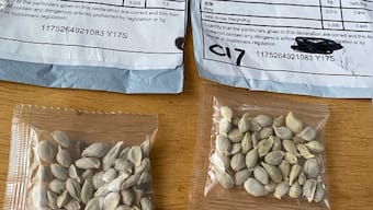 Dubious seed packets reach citizens in India, US, Japan; authorities suspect 'brushing scam', 'agro-terrorism'