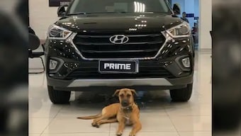 Canine turns car salesman: Hyundai outlet in Brazil appoints 'Tucson Prime the dog' as honorary employee