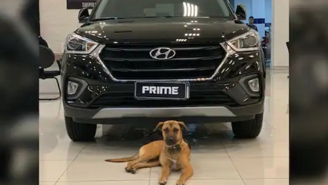 Canine turns car salesman: Hyundai outlet in Brazil appoints 'Tucson Prime the dog' as honorary employee Canine turns car salesman: Hyundai outlet in Brazil appoints 'Tucson Prime the dog' as honorary employee