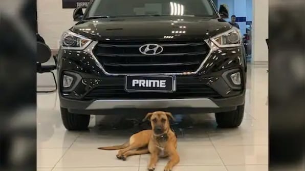 Canine turns car salesman: Hyundai outlet in Brazil appoints 'Tucson Prime the dog' as honorary employee