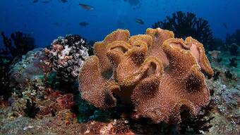 Softer coral reefs to replace hard corals that are likely to go extinct due to climate change