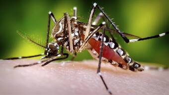 Dengue antibodies could provide immunity against COVID-19, reports an unpublished study