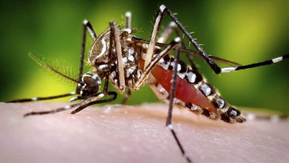 Dengue antibodies could provide immunity against COVID-19, reports an unpublished study
