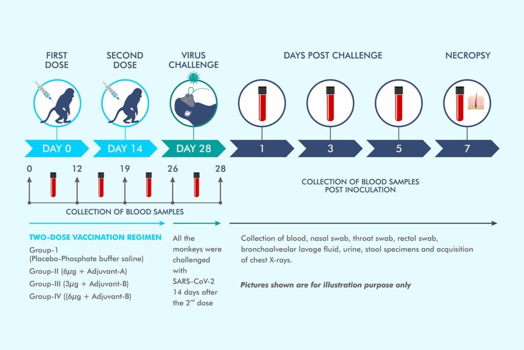 An illustration of the two-dose vaccine regimen for COVAXIN that was tested in macaques. Image: Bharat Bio