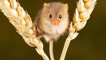 Study on mice shows blood from healthy donor may reduce effects of stroke on brain