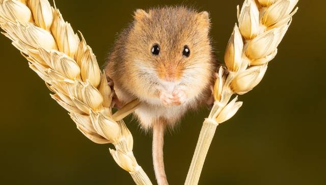 Study on mice shows blood from healthy donor may reduce effects of stroke on brain Study on mice shows blood from healthy donor may reduce effects of stroke on brain