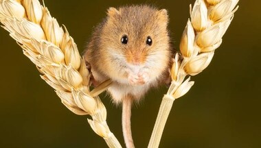 Study on mice shows blood from healthy donor may reduce effects of stroke on brain