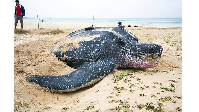 The leatherback, the most distinctive of the sea turtles. Photo courtesy Adhith Swaminathan
