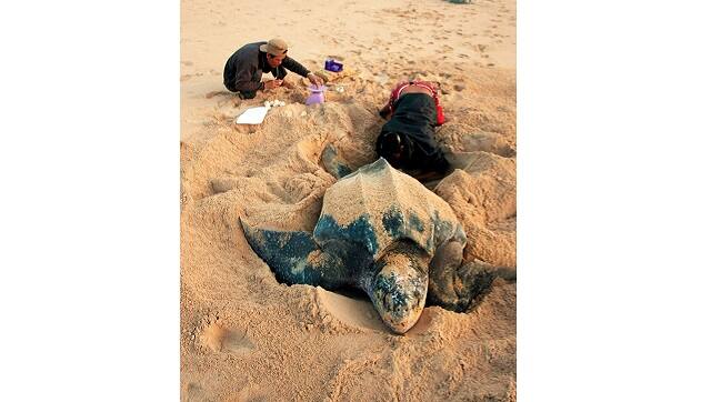 The research and conservation continues. Photo courtesy Adhith Swaminathan