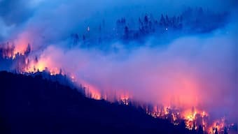 Bandhavgarh Tiger Reserve wildfire brought under control after two days; no loss of animals or birds reported, says official