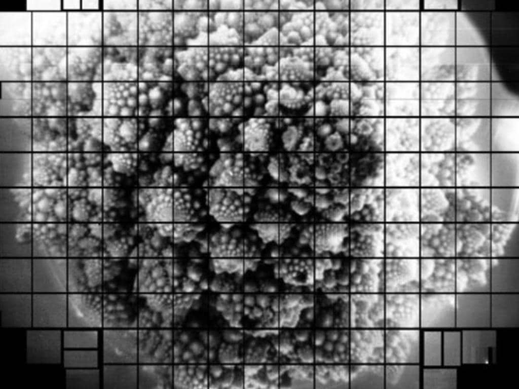 A head of Romanesco – a type of broccoli – that was chosen for its very detailed surface structure, was one of these tests. Image credit: SLAC?NAtional acceslerated labroatary. 