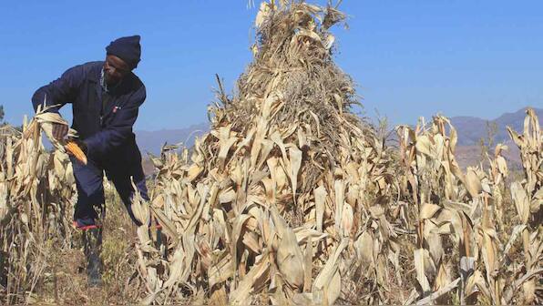 First famines induced by the Coronavirus pandemic are already at the world’s doorstep, UN warns