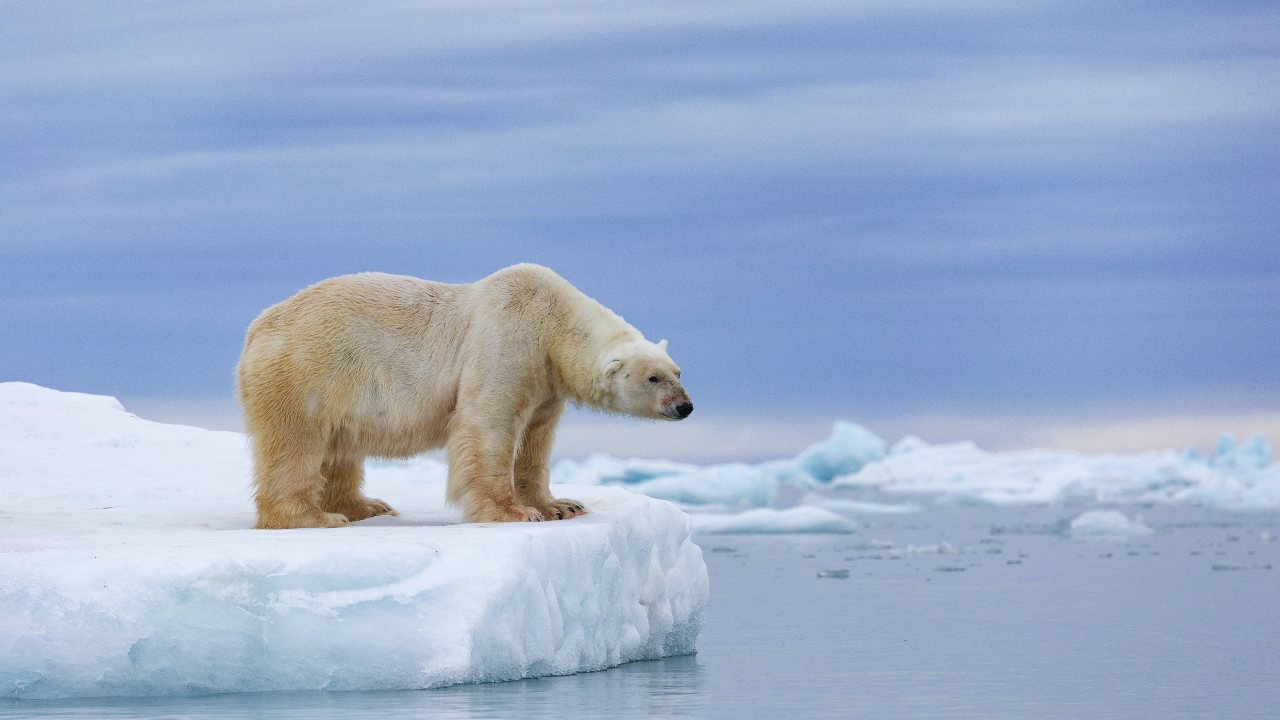 Summer sea ice in the Arctic is expected to virtually disappear by 2050. Zaruba Ondrej/AP